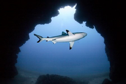 Shark Cave by Jim Garland 